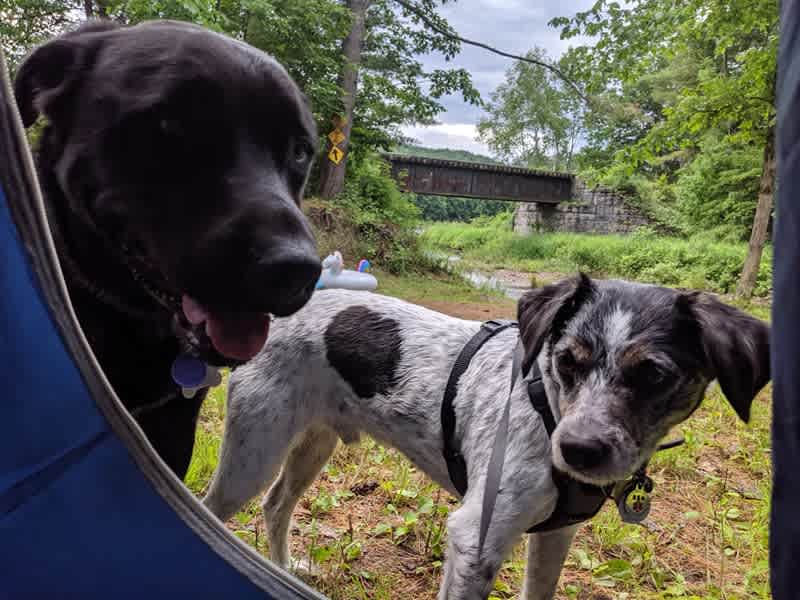 Their dog Hunter (left) and our dog Winston (right) hanging out in the morning :)