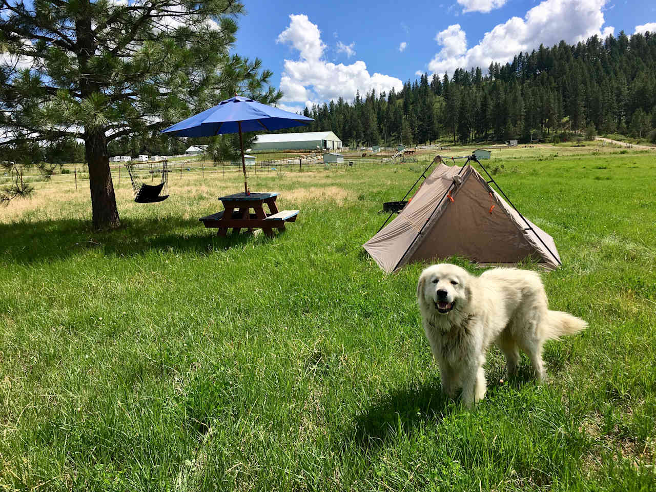 Campsite 4, hammock chair, tents can be rented! $20 each tent. Cool fire ring here.. 