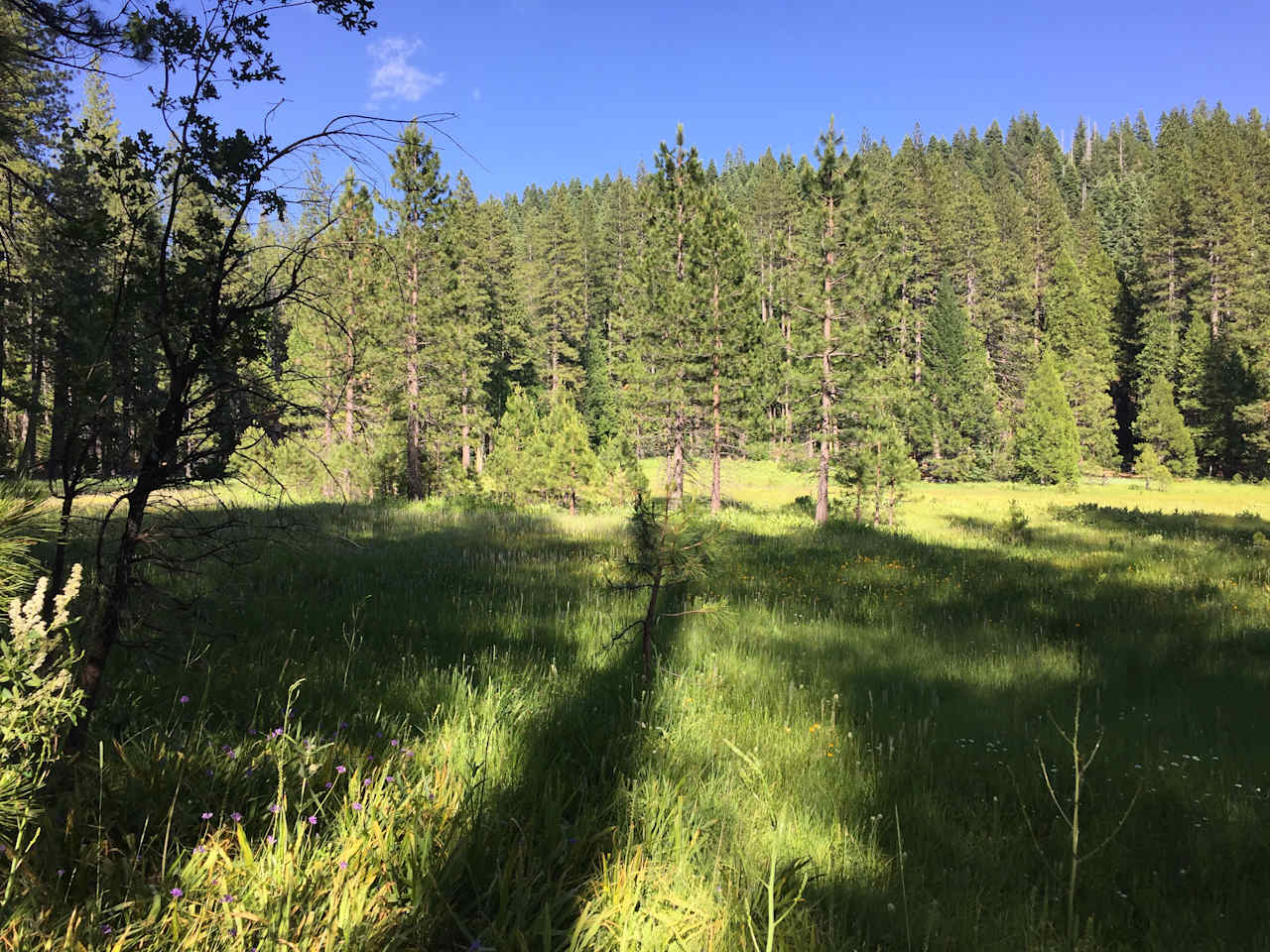 View of Onion Valley from Texas Hill Rd. Campsites are in the  pines on the other side of the meadow.