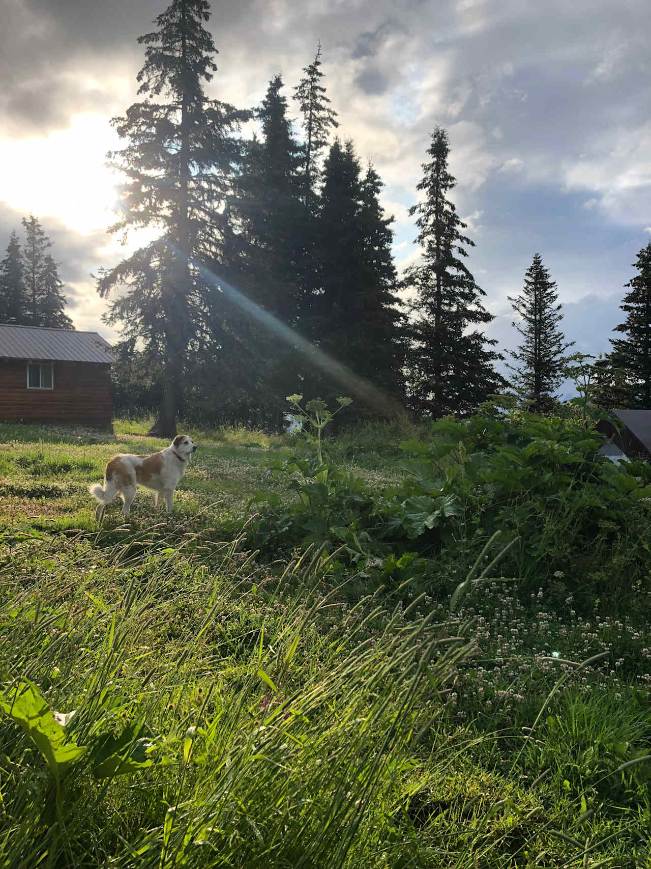 Surrounded by light and greenery 