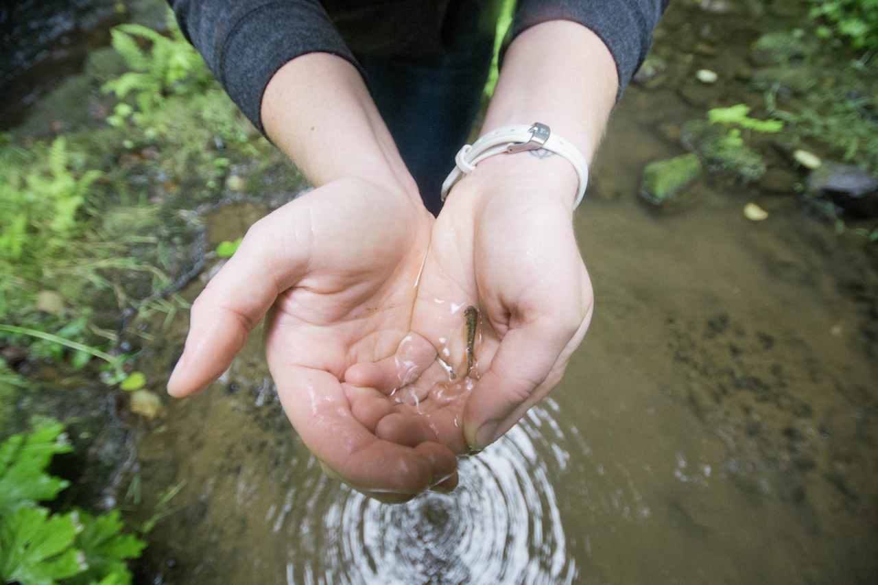 We found some adorable baby trout!