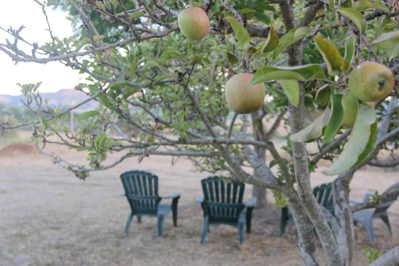 Apples in the orchard