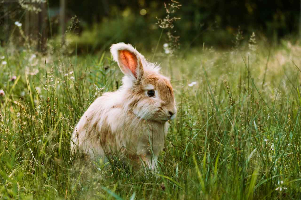 Willoughby Farm Animal Rescue