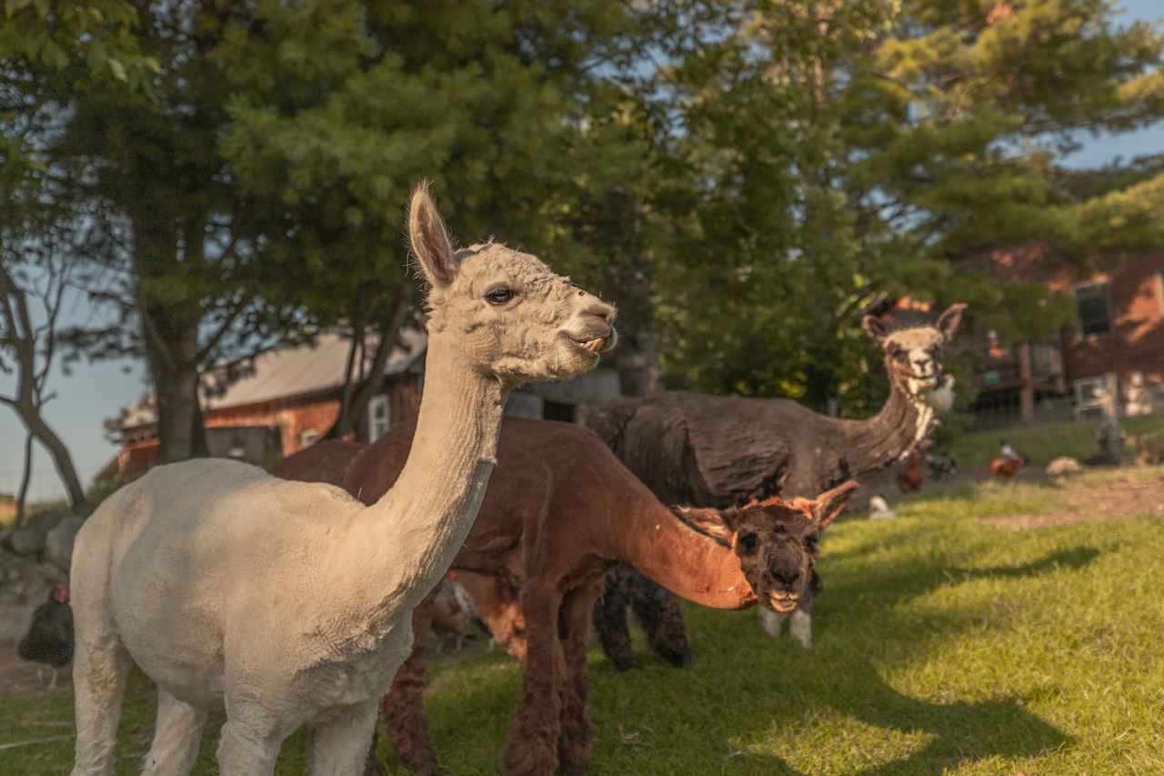 Some friendly Alpaca