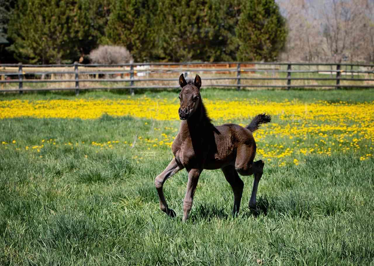 Majik Treasure - one of our foals.