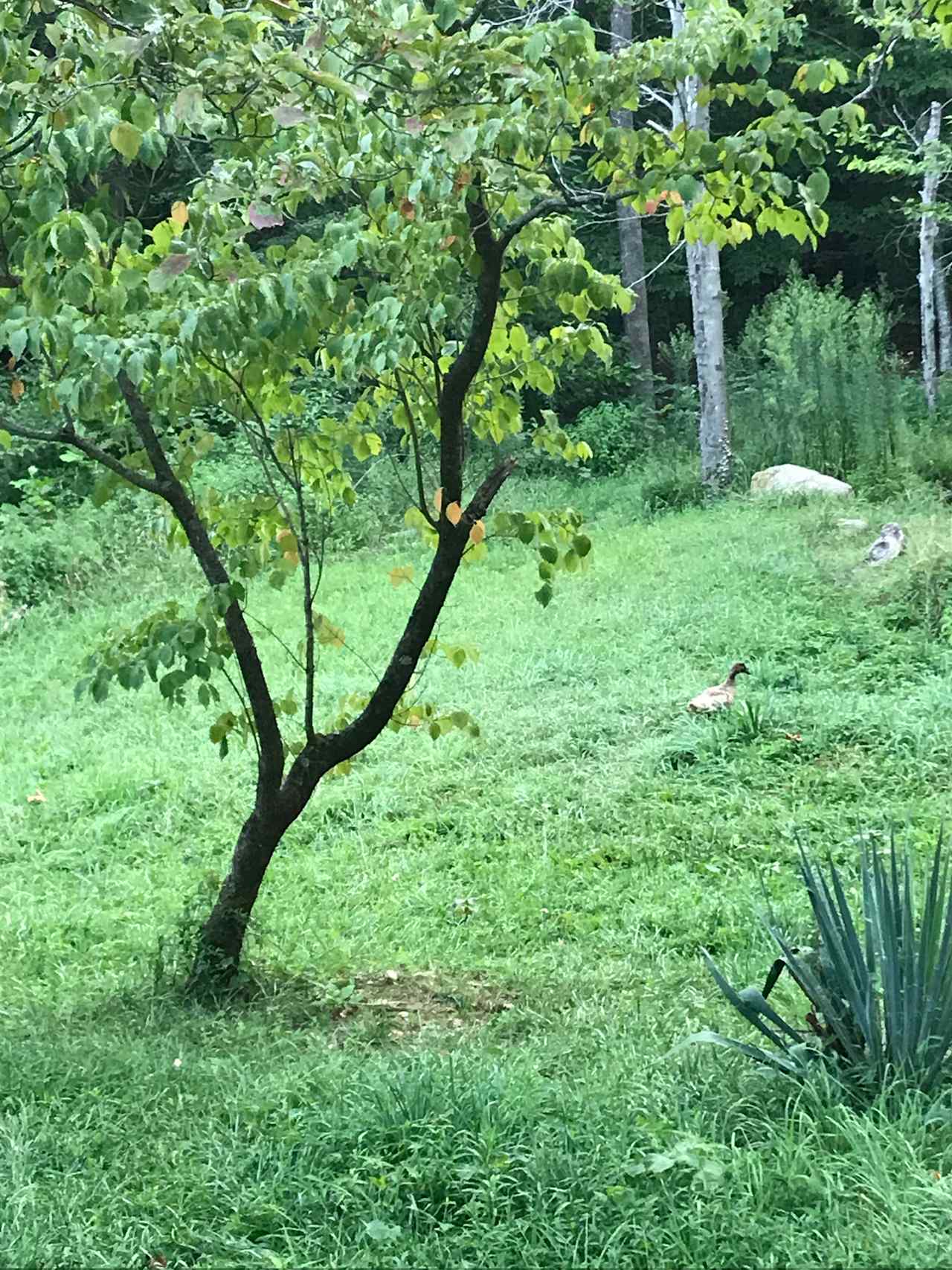 Luscious green next to the pond.  A great place to camp, be visited by the ducks and listen to the wildlife and the creek nearby