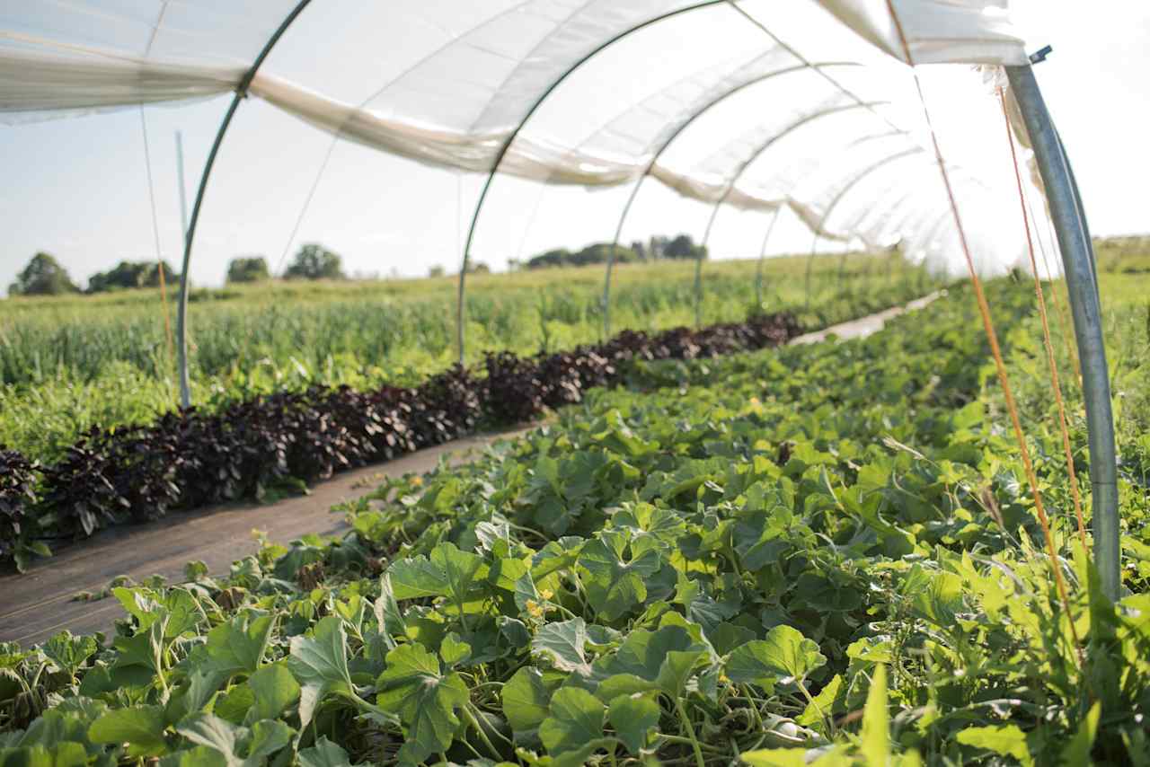 Clover Bee Farm