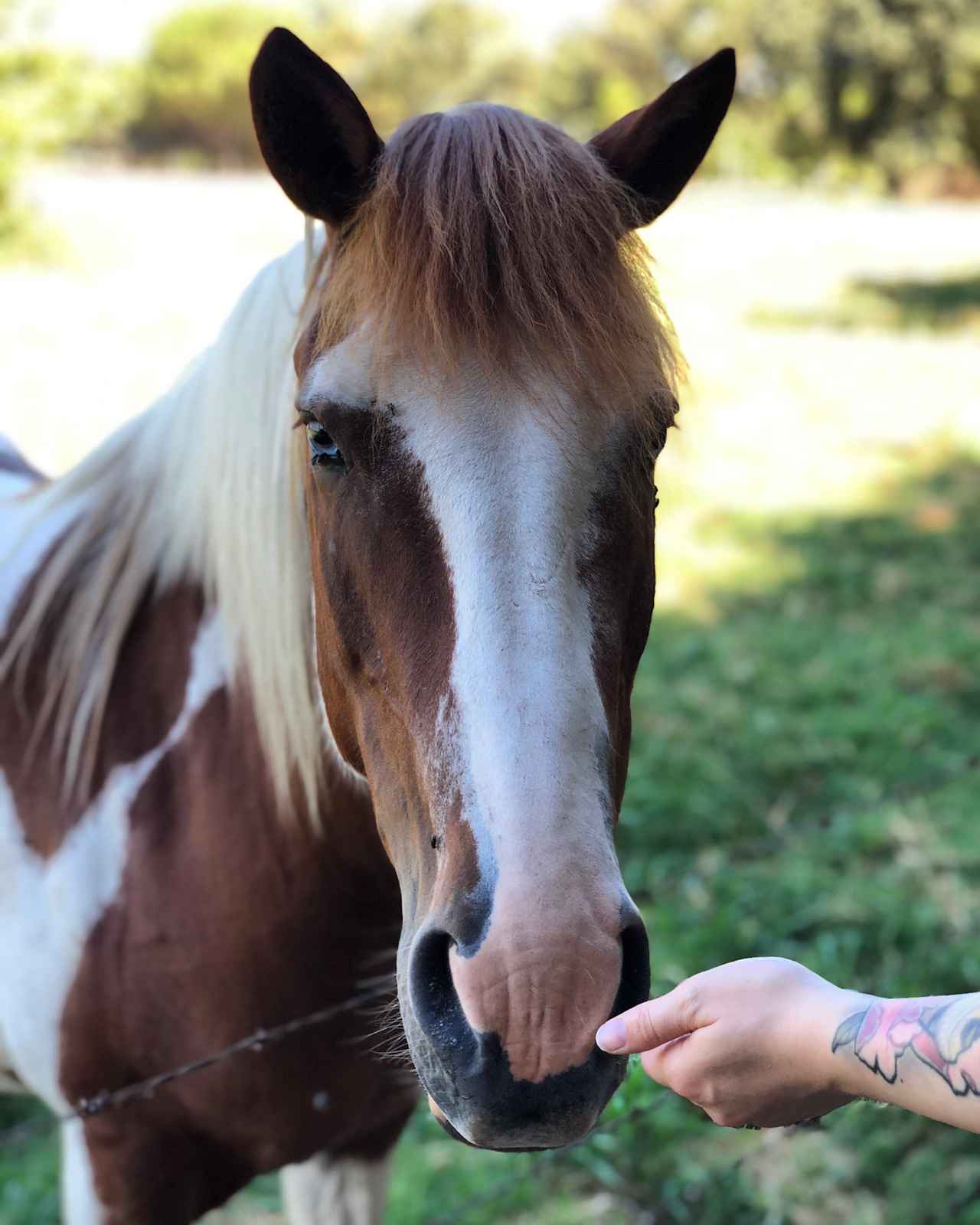 There were so many animals on the property!