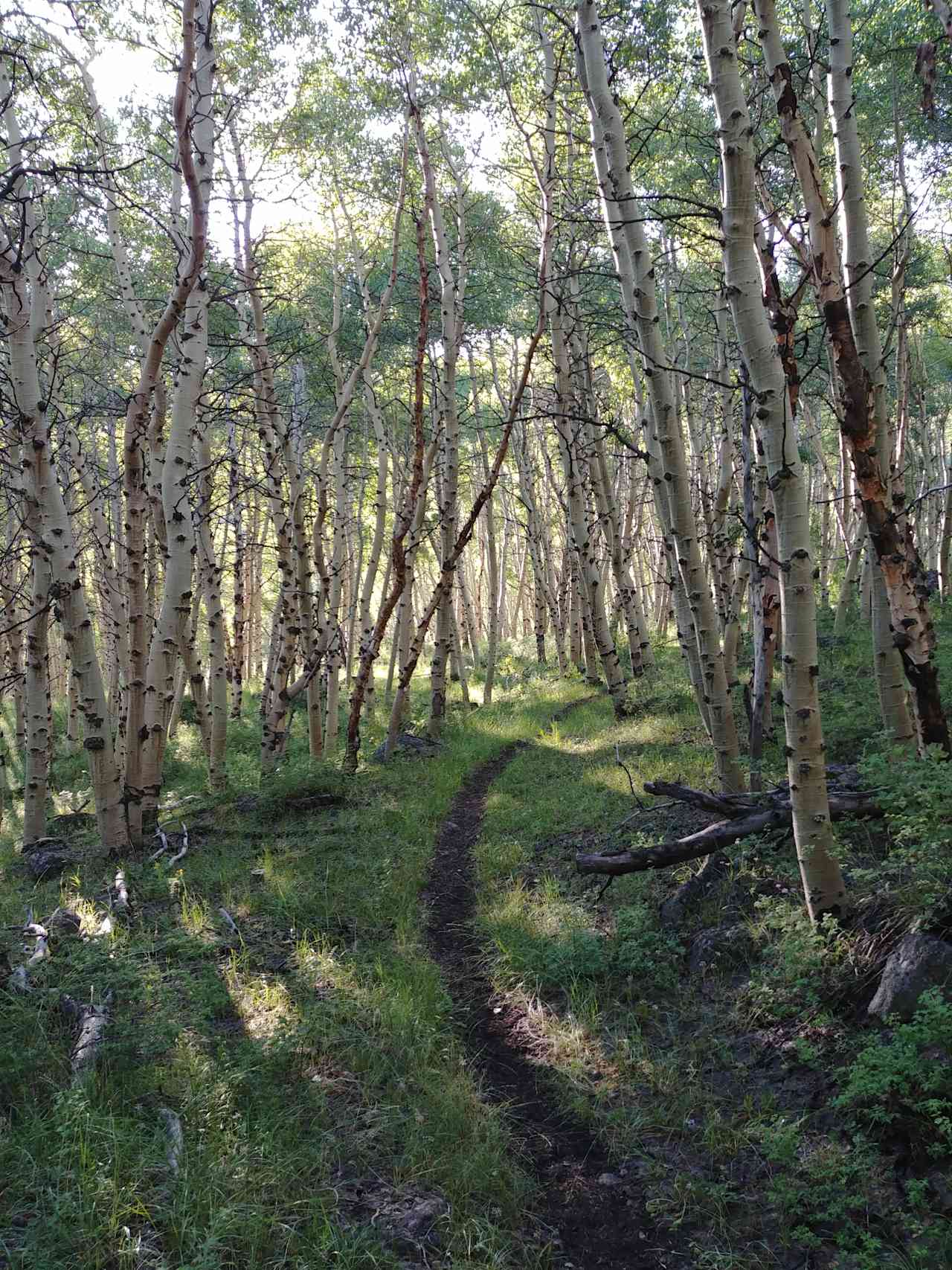 Trail Heading up Stewart Creek, to Arc Dome