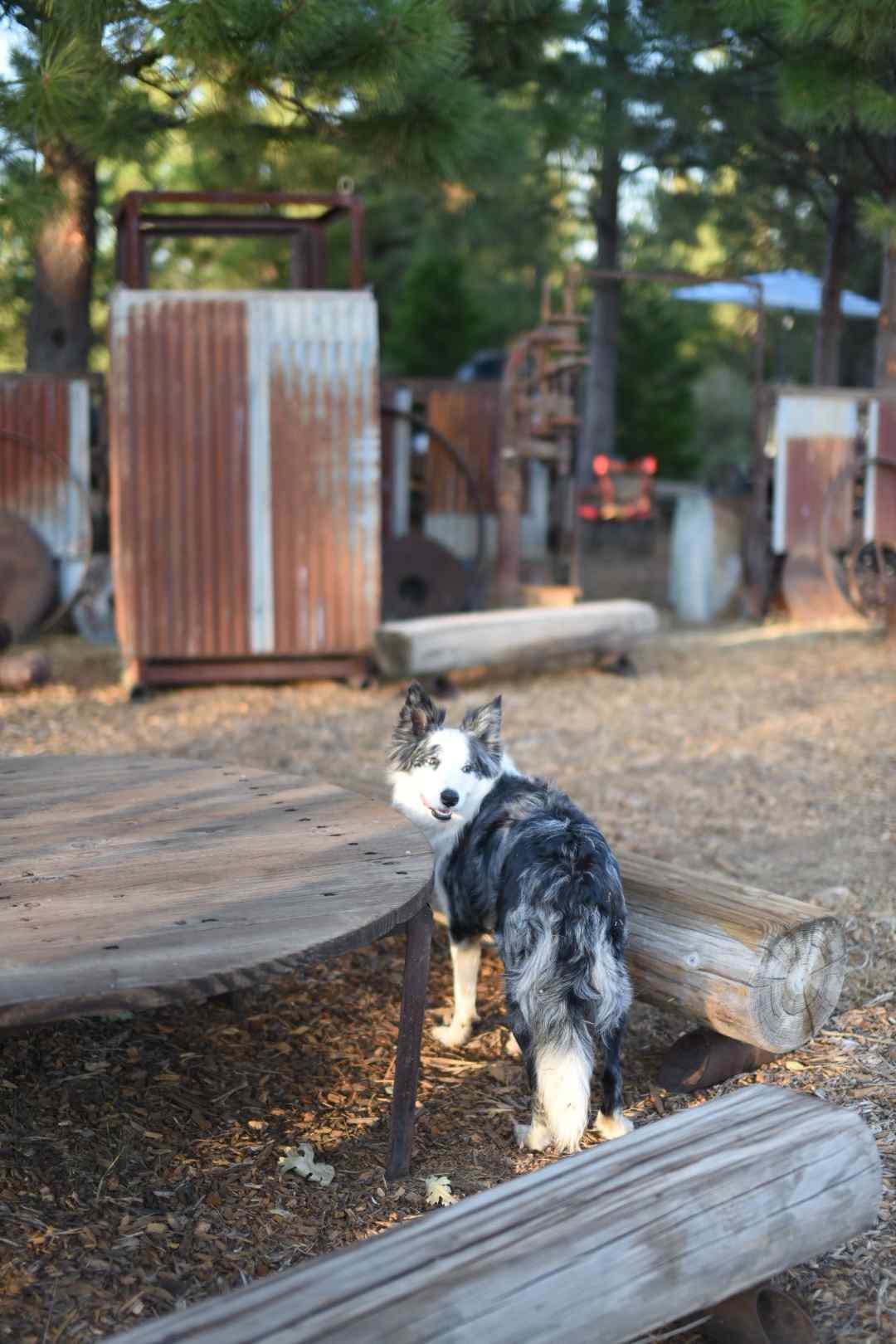 Sierra Circles Sculpture Garden