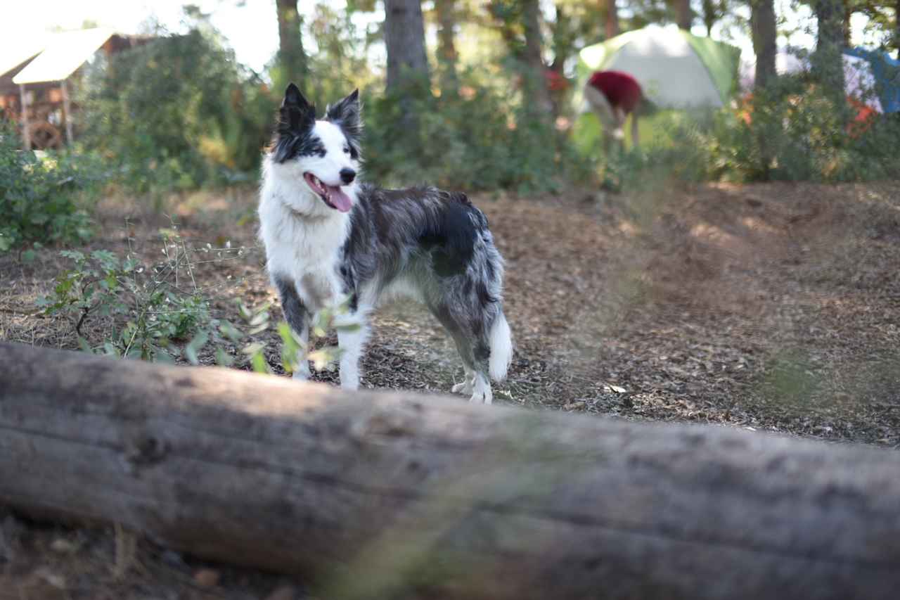 Sierra Circles Sculpture Garden