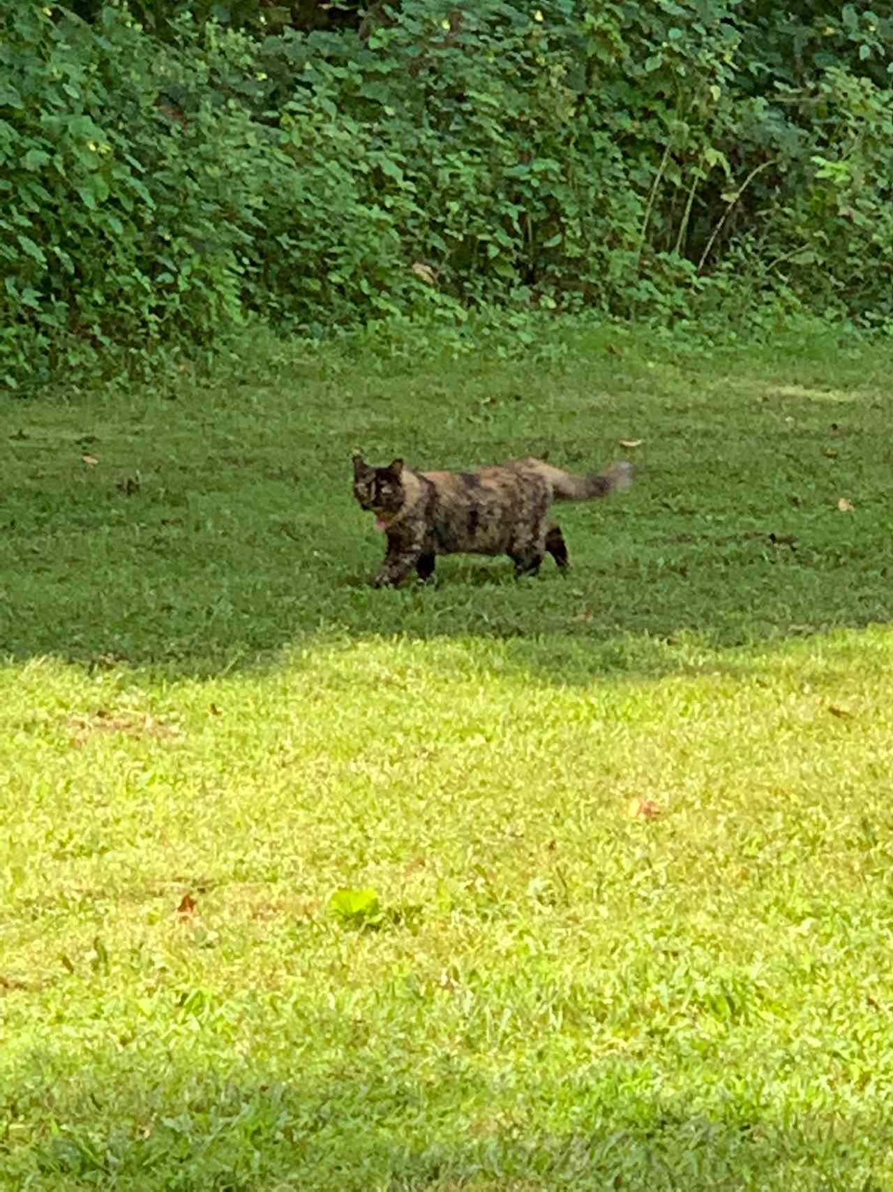 Wildcat Creek Farm in Tyrone