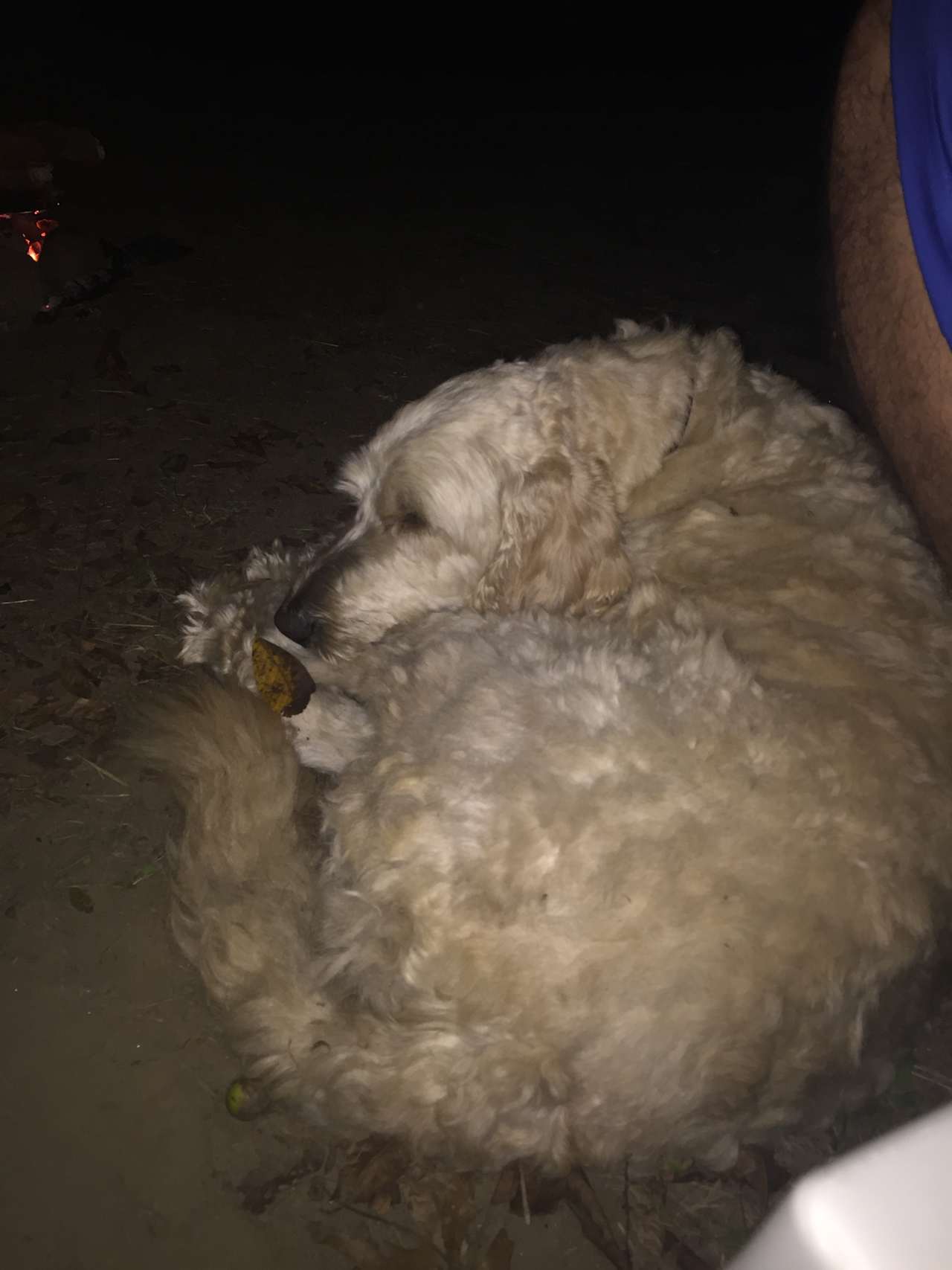 Sweet Marley, Mary and Victor's dog kept us company all night. 