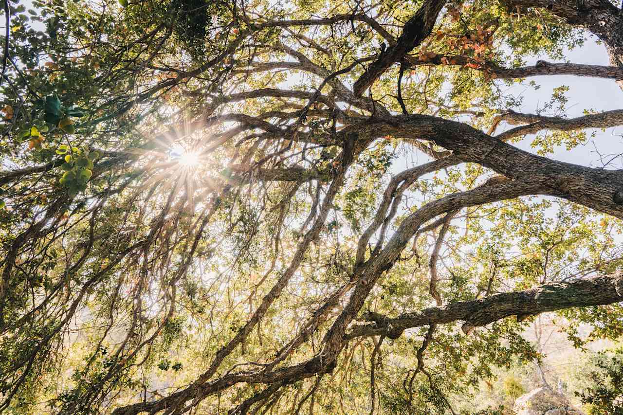 Under the huge oak tree that shaded our tent site