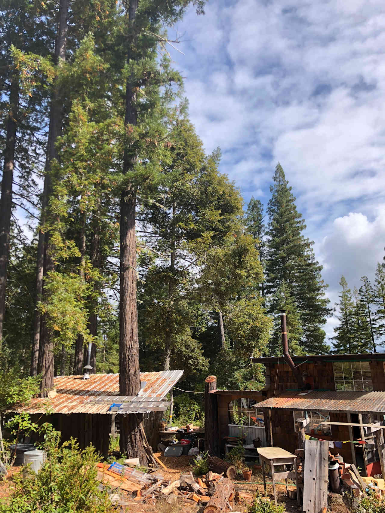 View of cabin from the backyard 