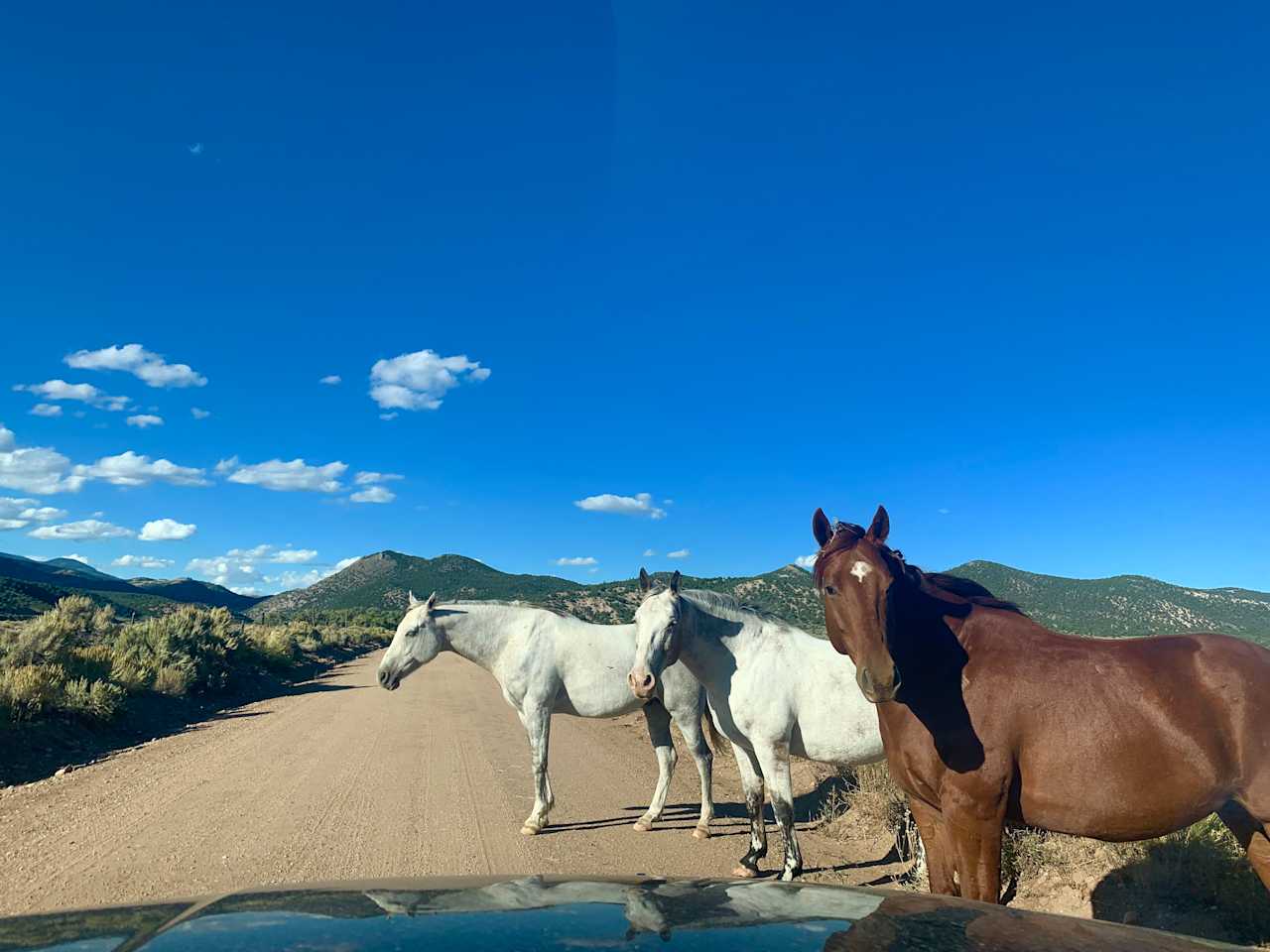 Wild horses just a block from the property