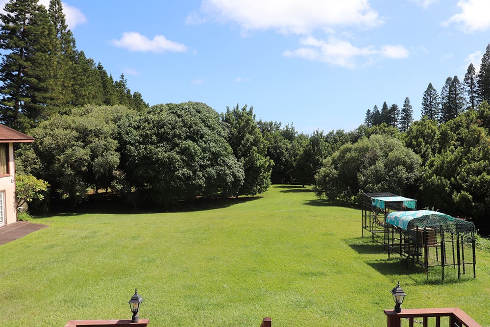 The garden from the main house lanai