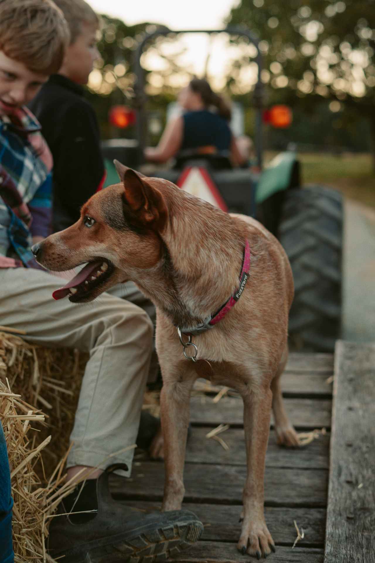 Kathy was open to letting us take our dog Finn on the hay ride as well. 