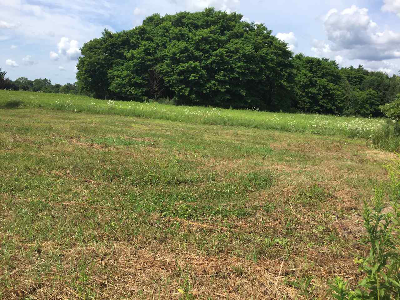 A stand of black locust trees is visible from the campsite.