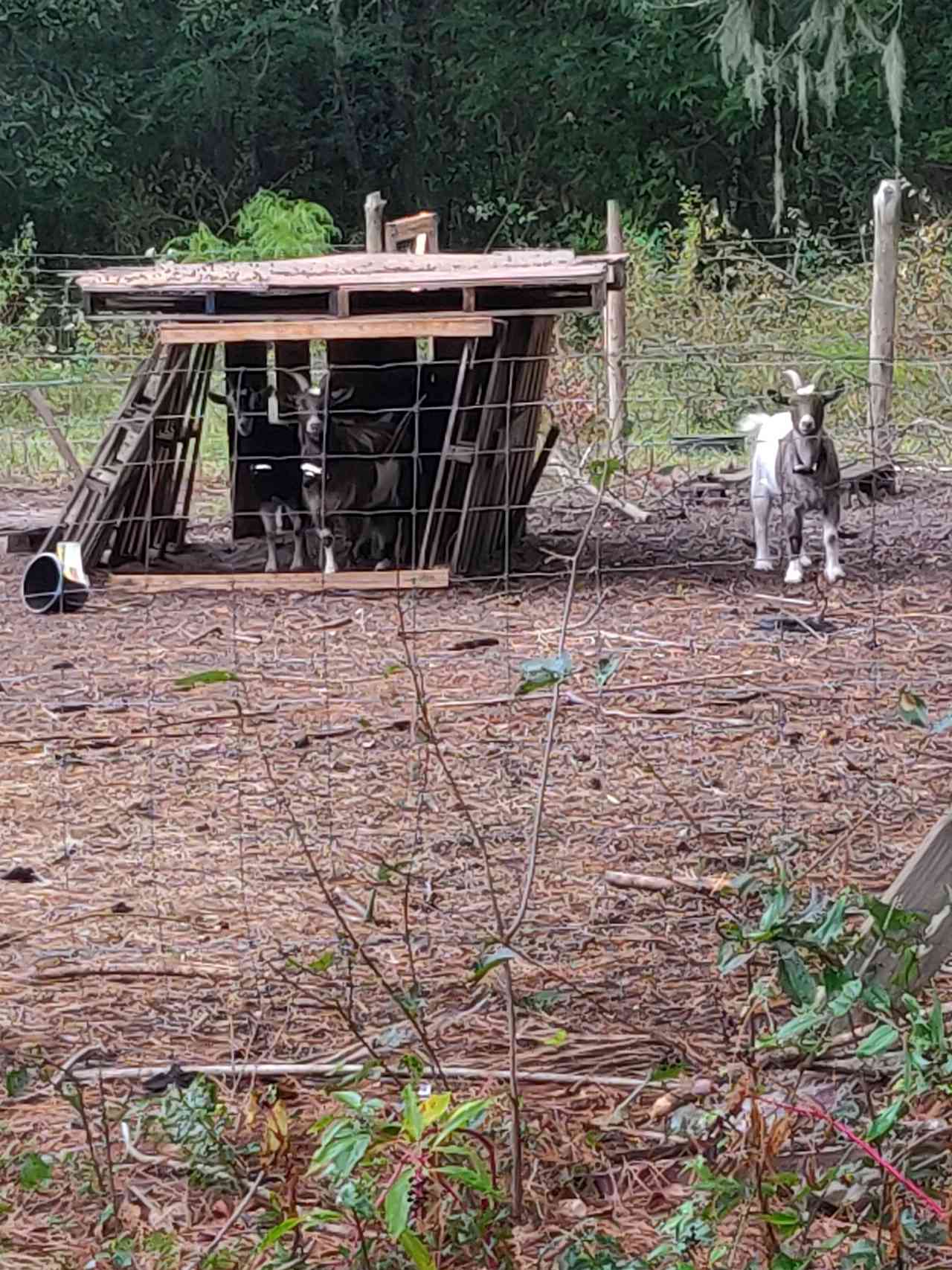 Friendly Fowl Farm