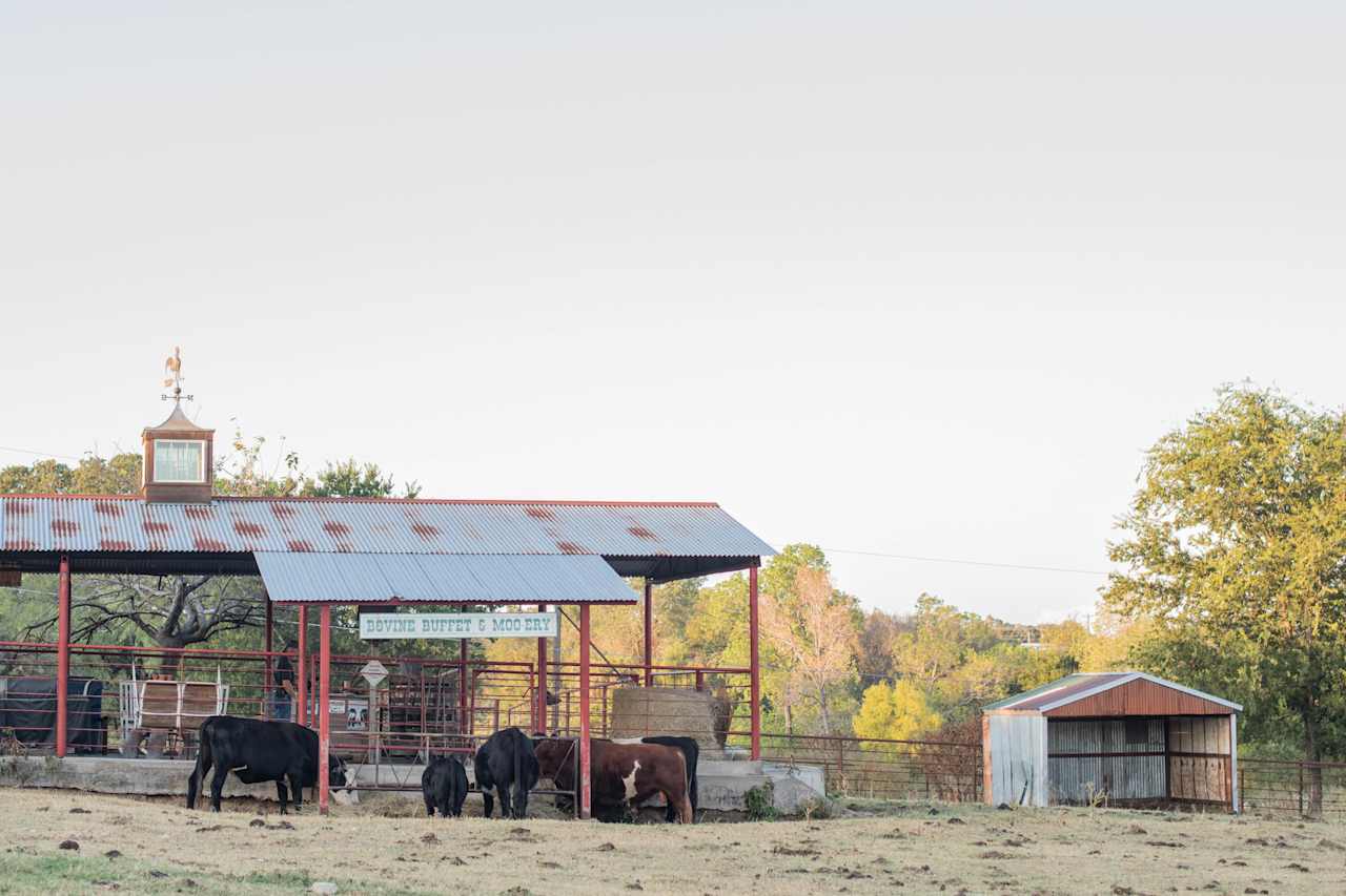 The cows getting their dinner at the Bovine Buffet