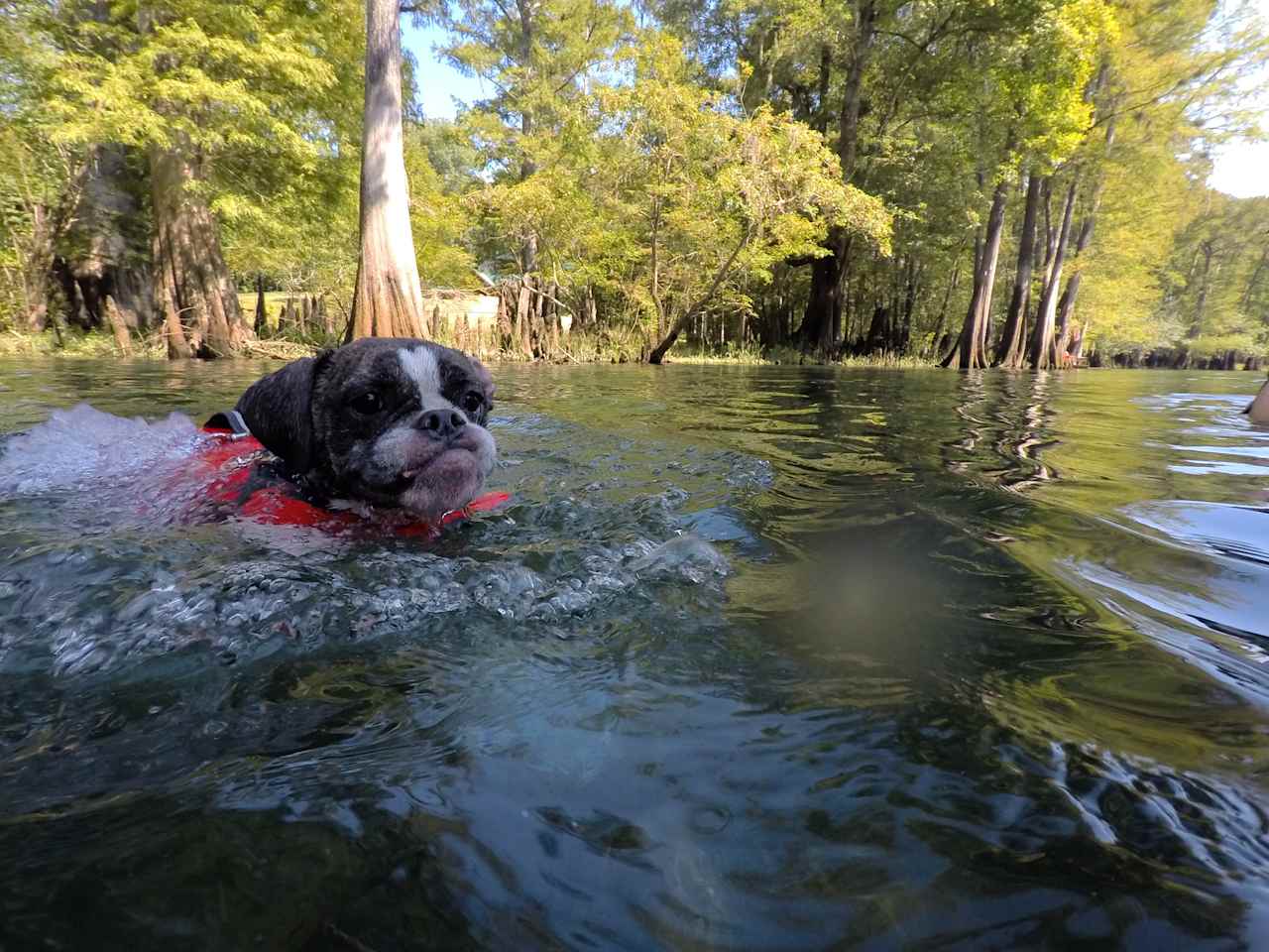 Dogs in the spring