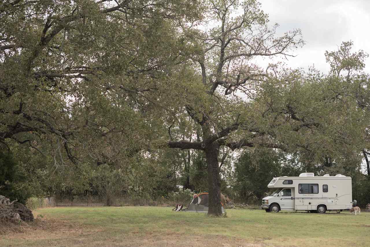 The large oak tree provided perfect shade