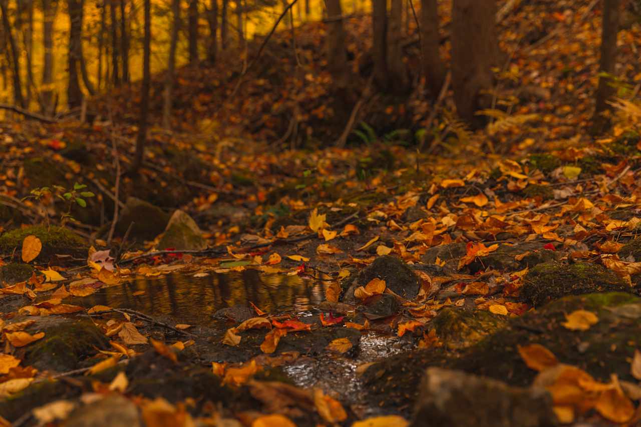 Cute little stream behind the site