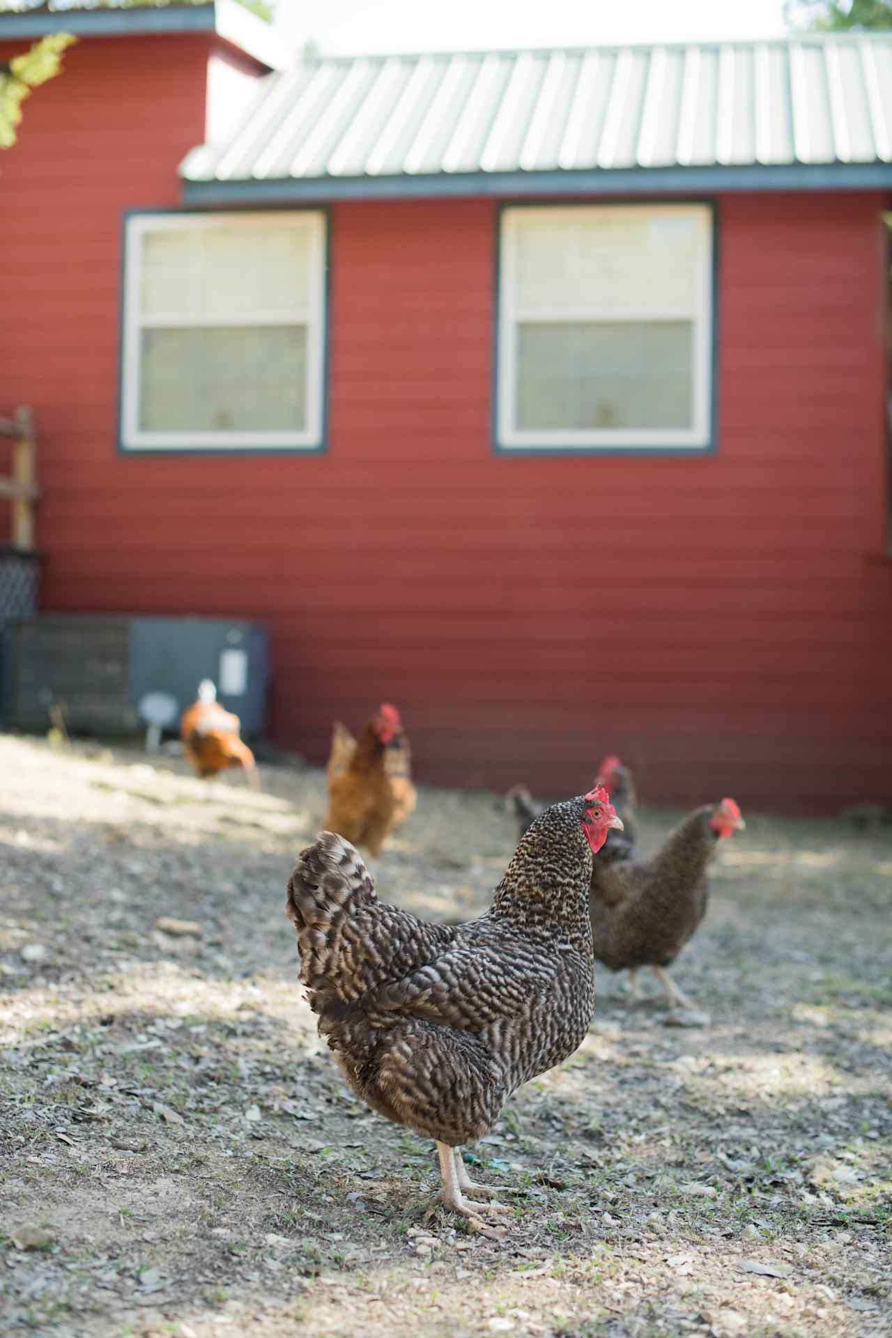 The chickens spend the day free roaming the ranch