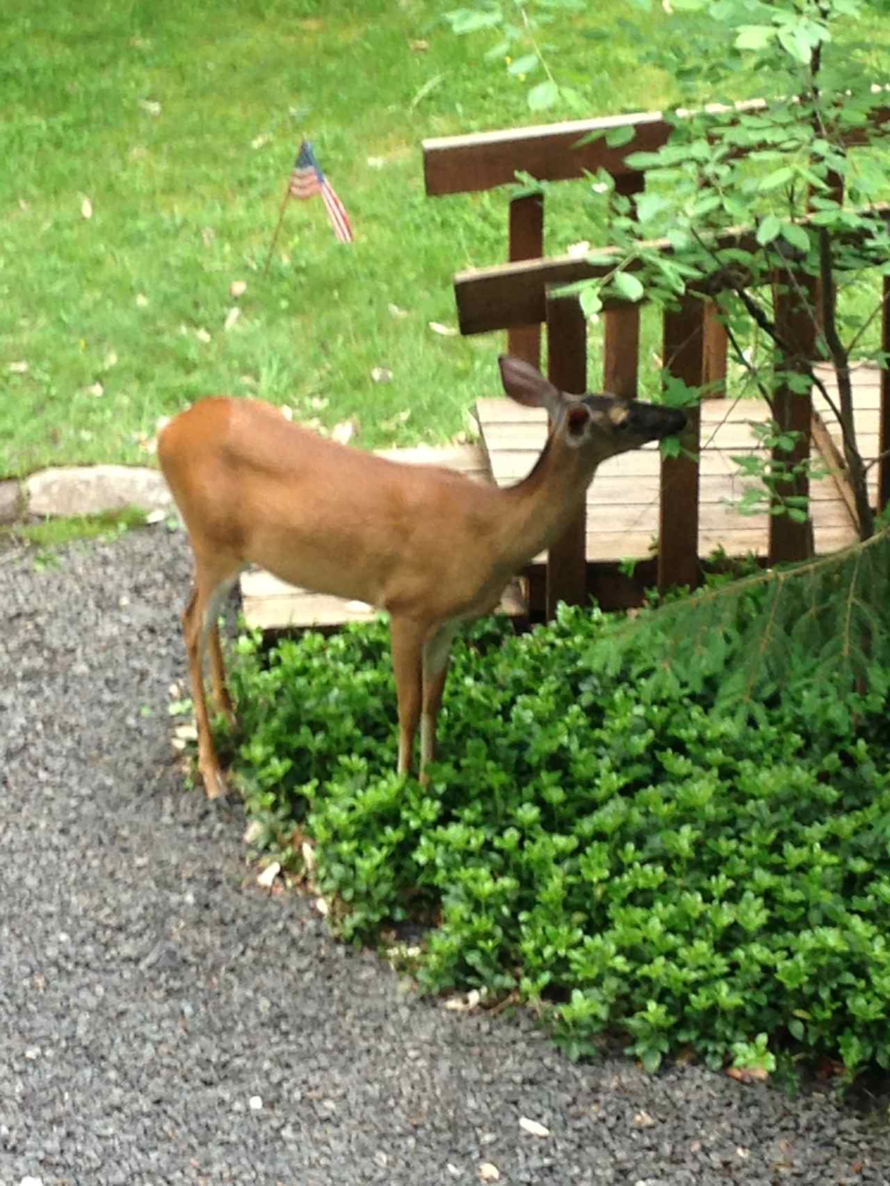 Deer are a common sight.  Be watchful when driving at dusk and later.