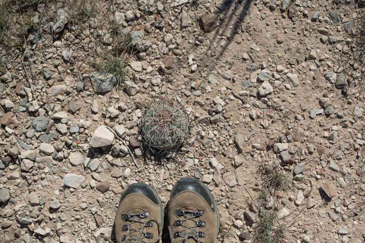 Love desert plants!