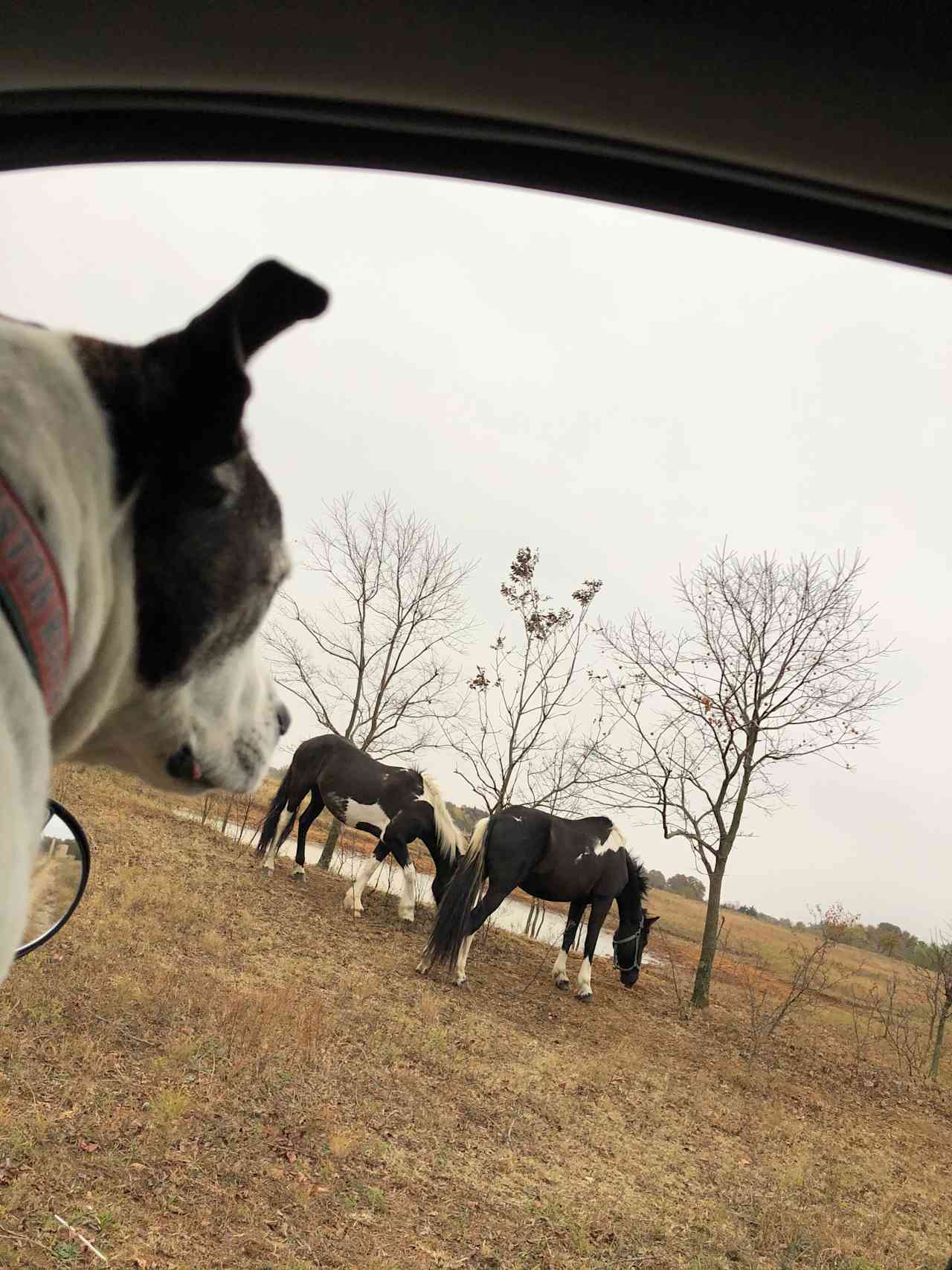 Chivalry Friesians Ranch