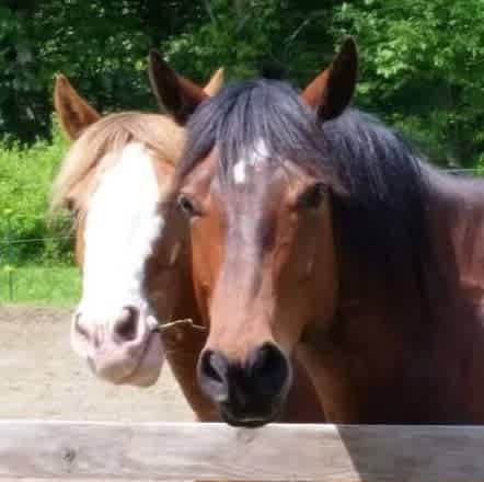 The greeting committee   Silverado & Jasper