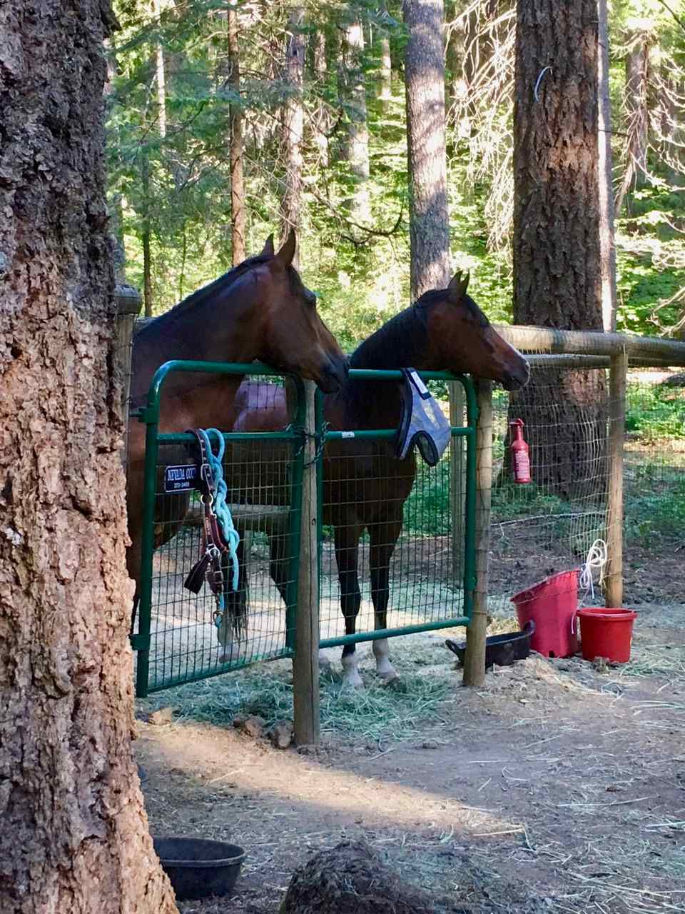 Horse camp site with a double corral.