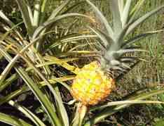 Tropical Hawaiian Fruits all over the farm to observe and learn about.