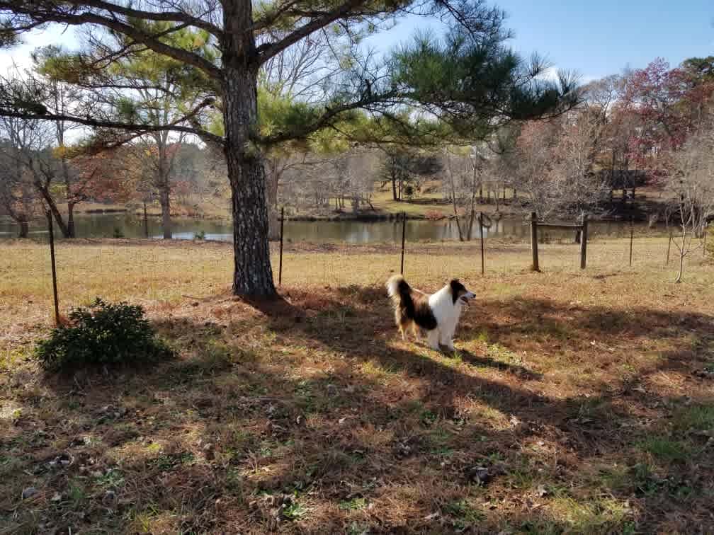 Sweet Berry Orchard