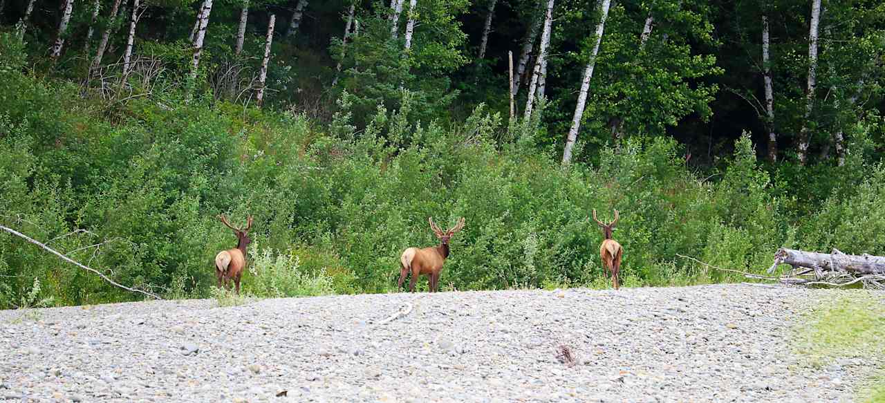 Try to spot the local elk herd. They could be anywhere on the property at anytime!