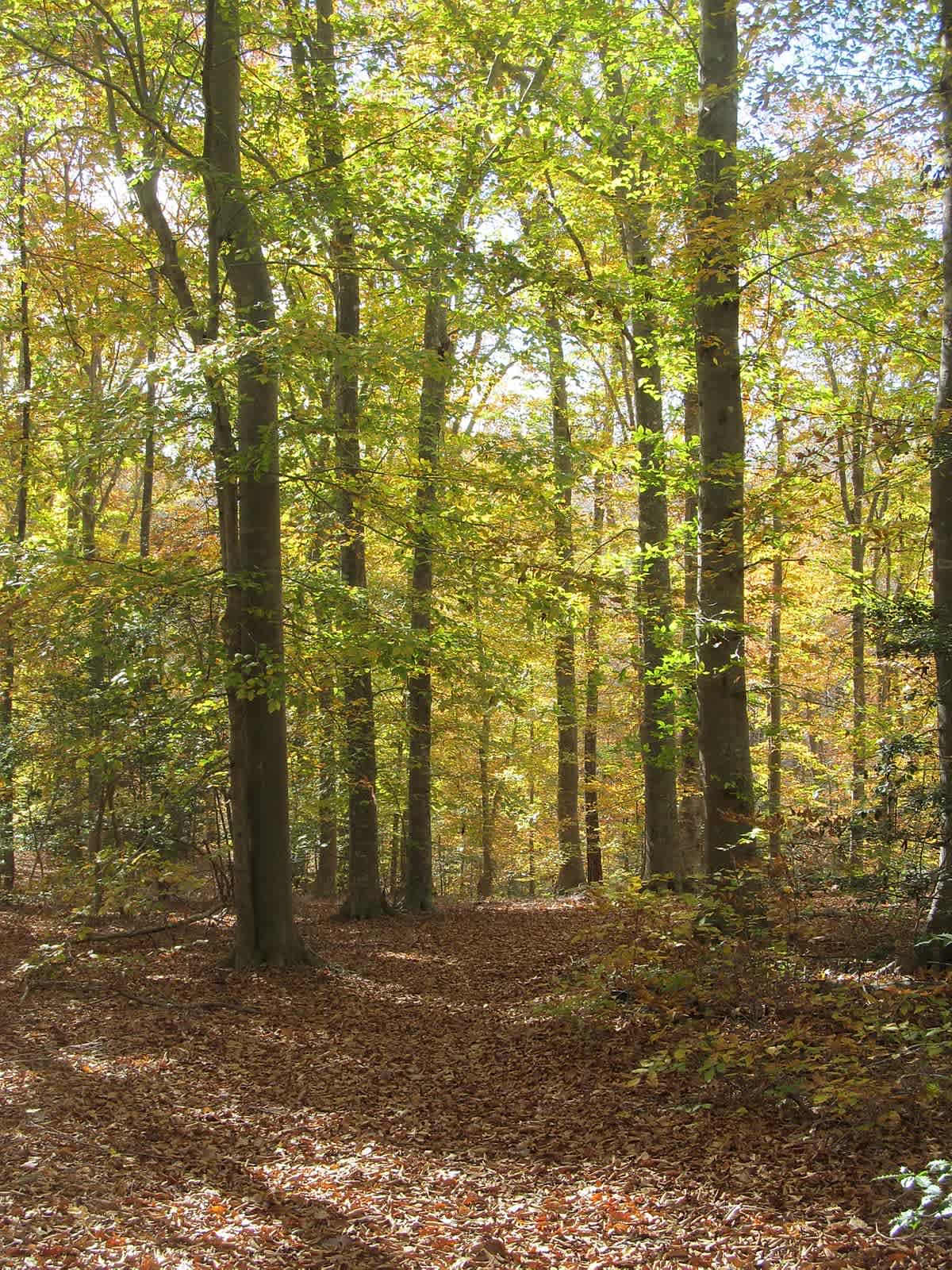 Woodland path