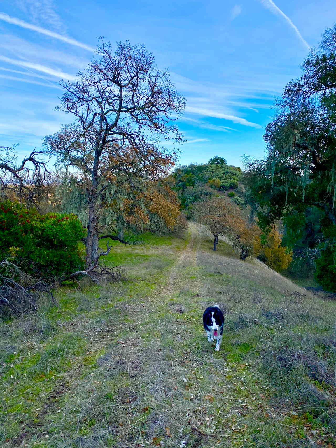 Shiloh's Ridge, great for morning/evening hikes.