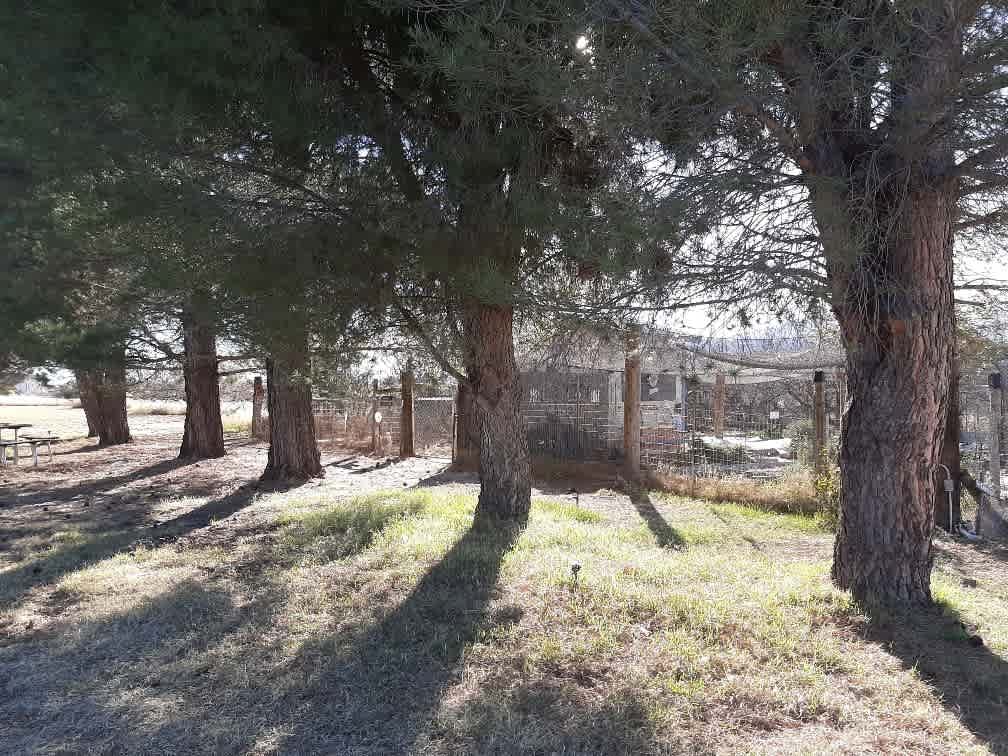 Six giant pine trees bordering the garden; nice place for your tent.