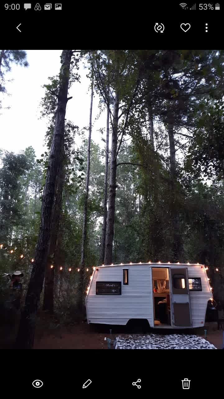 Serene Forested Blueberry Farm