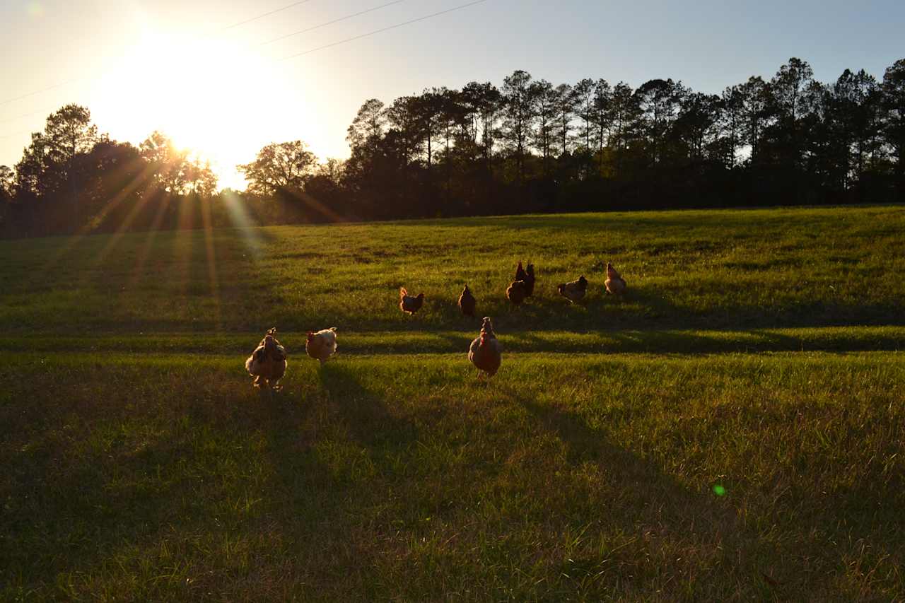 More space to pitch a tent, ft. some of our resident chickens 