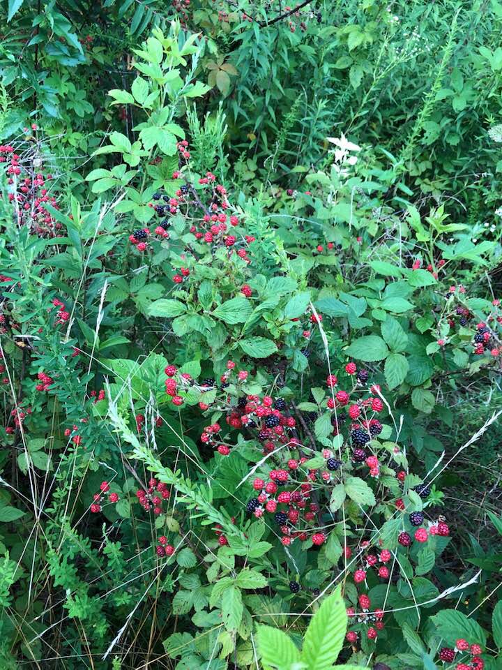 There are plentiful blackberries on top of the mountain in July. 