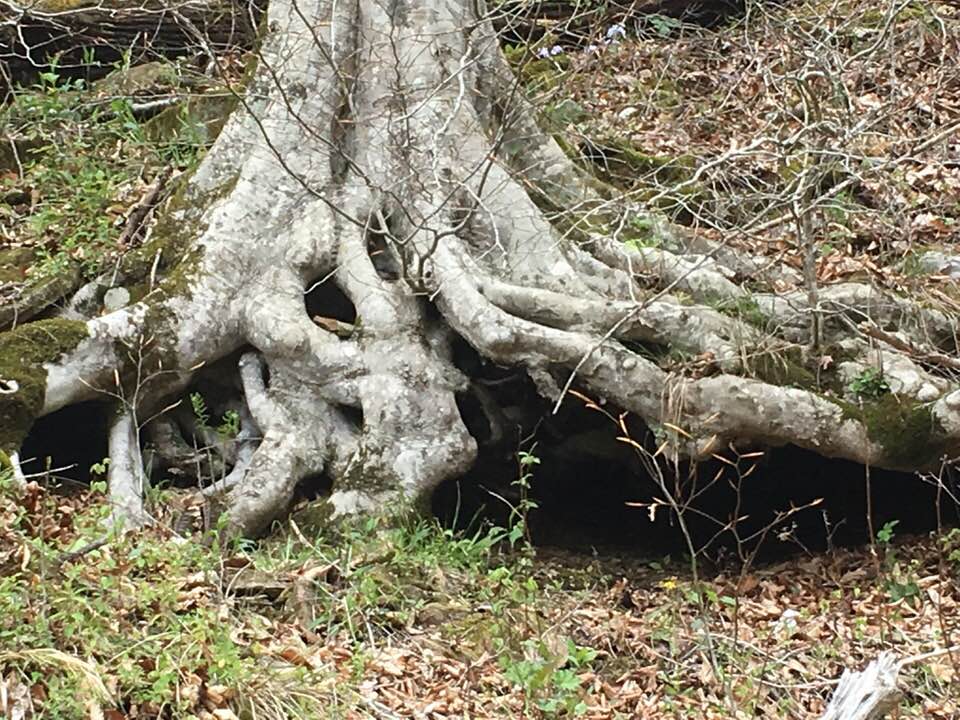 We like to pretend a nice little fairy or gnome lives in this tree's roots. 