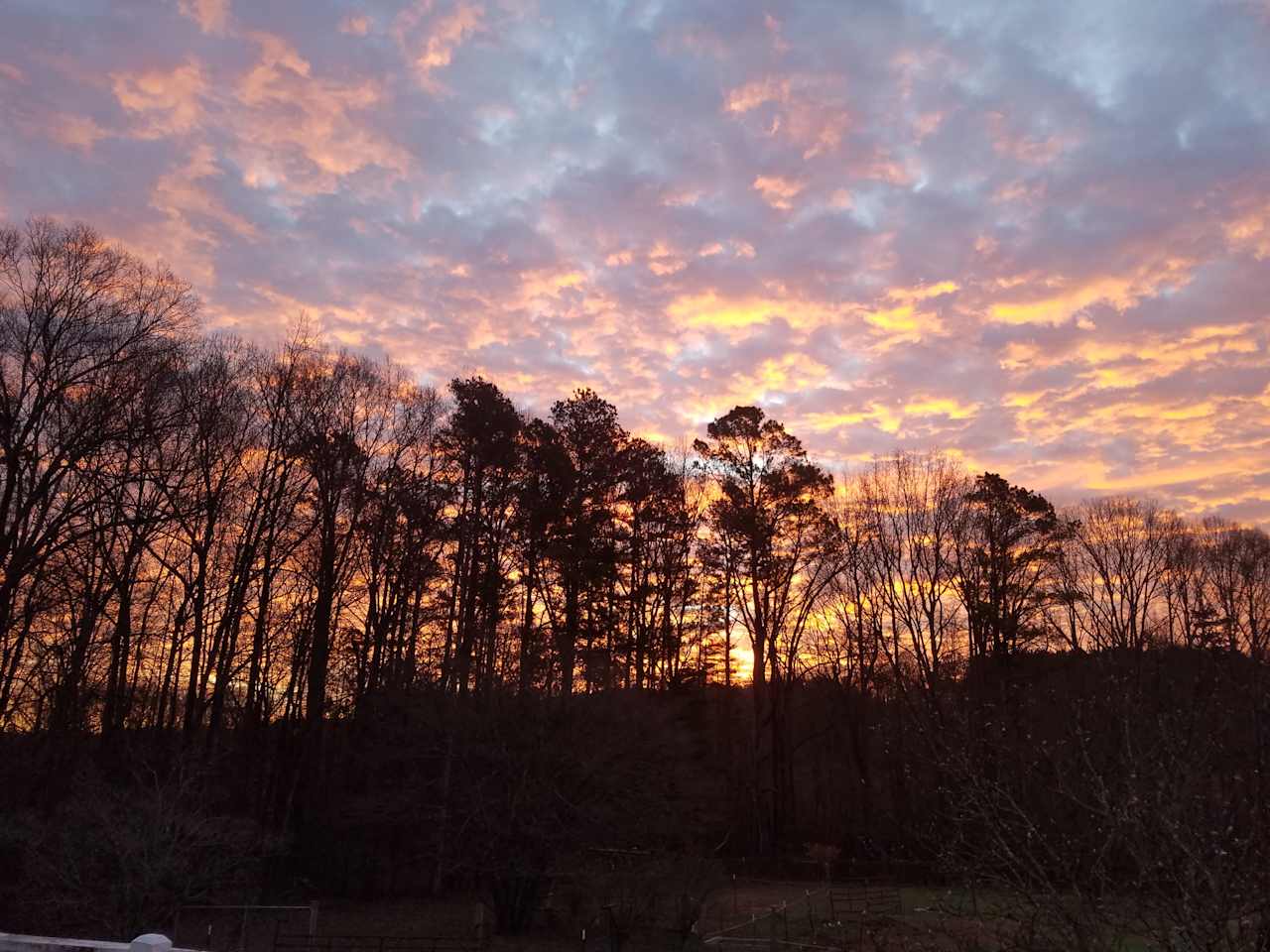 Sunrise over the trees.