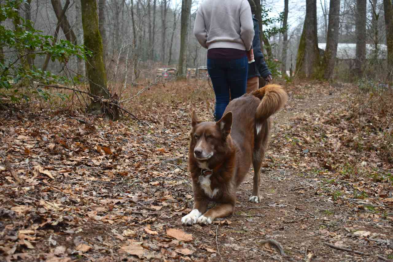 The tiny house and farm are dog friendly! Wheezy was a helpful guide! 