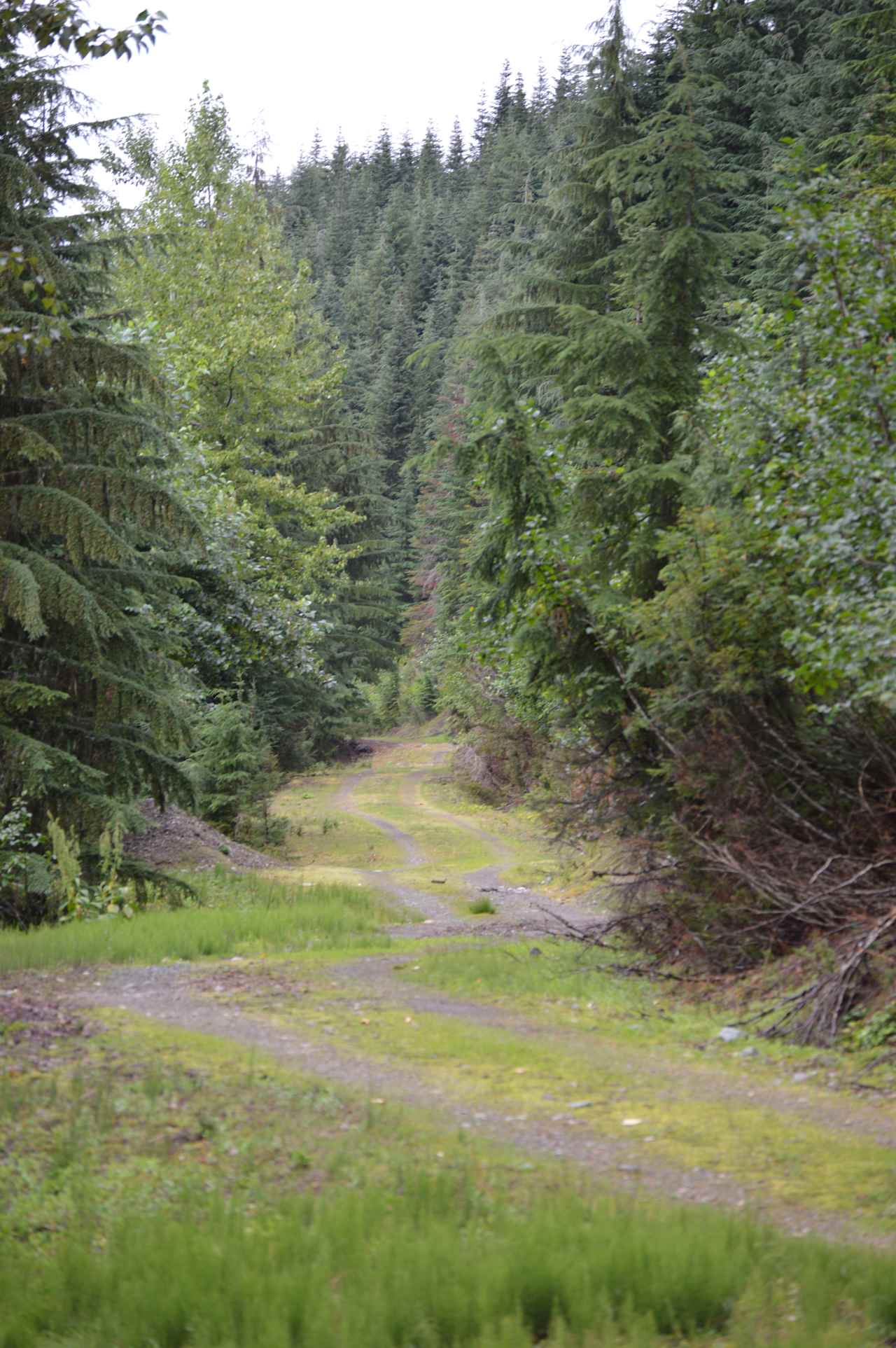 Old logging roads