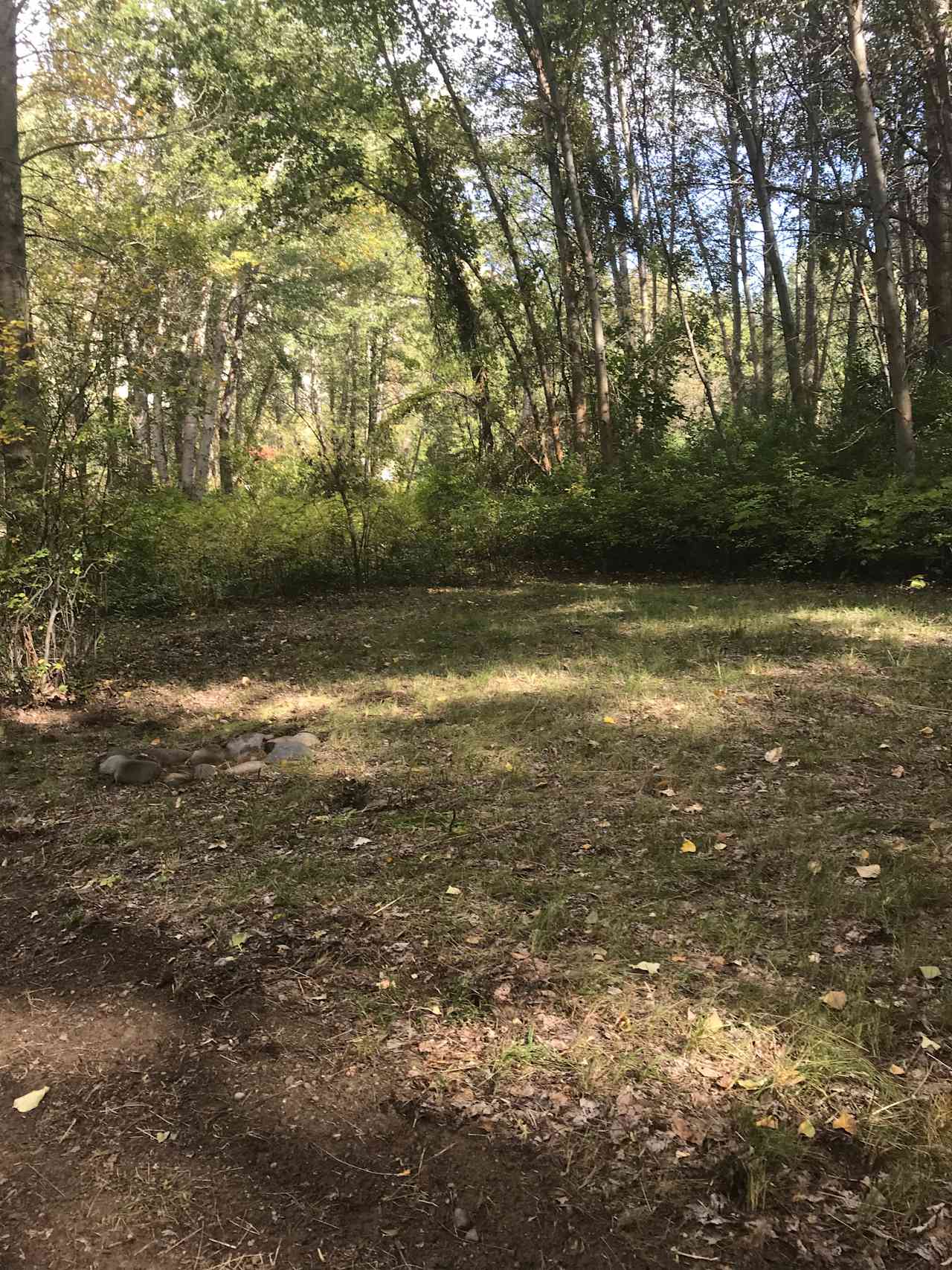 Another spot in the woods