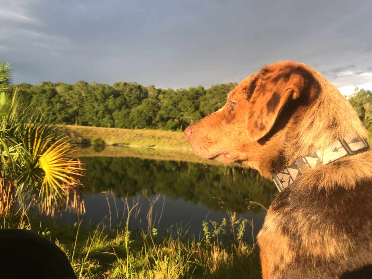 Brock, my Australian Shepard. We are dog friendly.