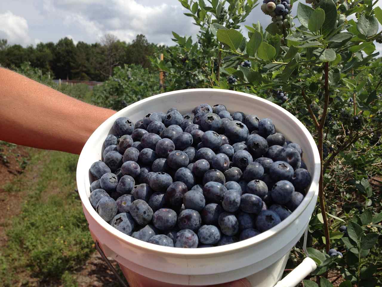 A perfect bucket!